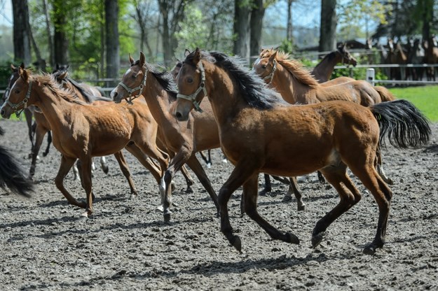 Pride Of Poland: Specjaliści od hodowli koni arabskich skreśleni z listy gości honorowych