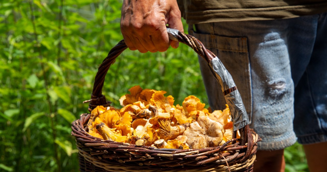 W niektórych regionach Polski kurki rosną już w ogromnych skupiskach. To świetna wiadomość na miłośników tych grzybów /123RF/PICSEL