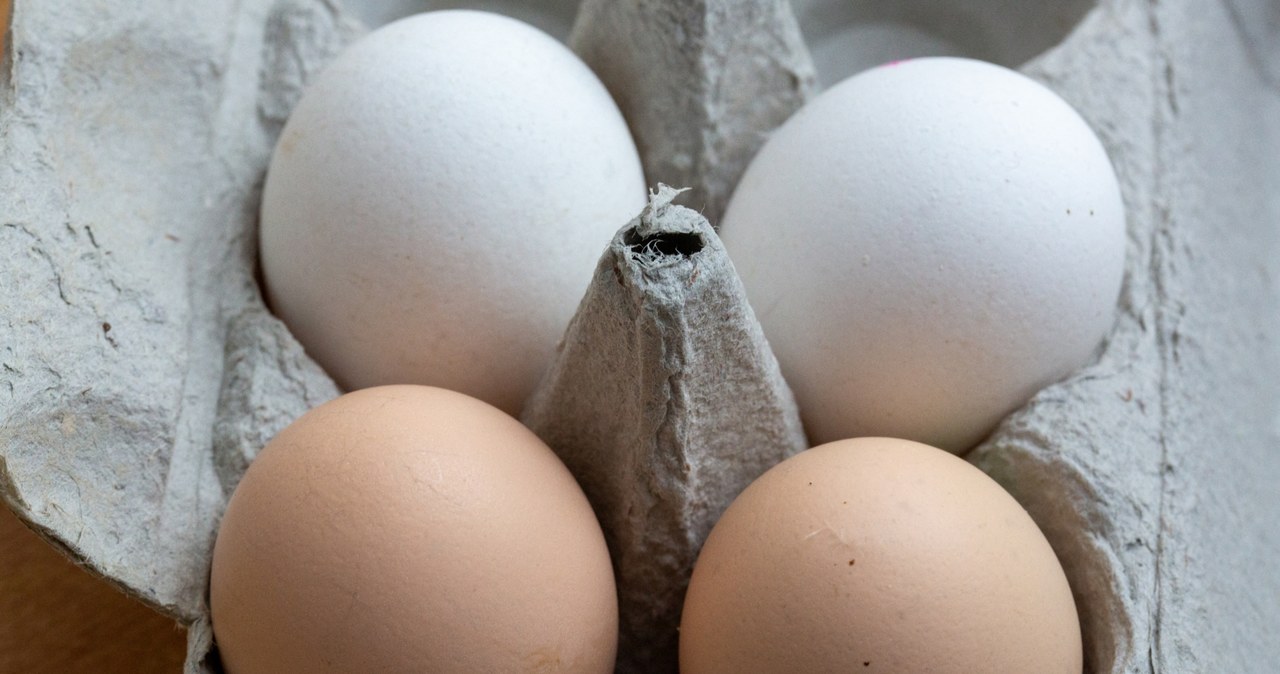 W Niemczech produkacja brązowych jaj wynosi obecnie 30 proc. /FERNANDO GUTIERREZ-JUAREZ / dpa-Zentralbild / dpa Picture-Alliance via AFP /AFP