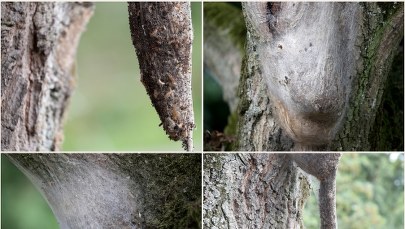 W Niemczech są już plagą. Toksyczne gąsienice w natarciu