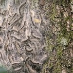 W Niemczech to już prawdziwa plaga. Chronią przedszkolaki, odwołują imprezy