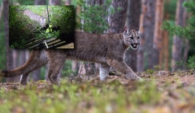 W nocy pod amboną pojawiła się puma. Pod Koszalinem trwa obława