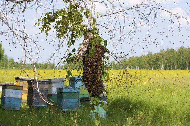 W nowych obiektach zamieszkają pszczoły samotnice i dzikie owady zapylające /&copy;123RF/PICSEL