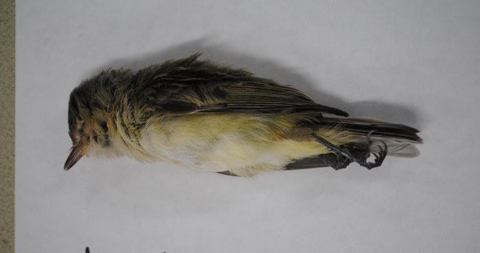 W Nowym Meksyku umiera coraz więcej ptaków /Fot. Allison Salas /materiały prasowe