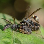 fasola W obliczu ataku rośliny "wołają" o pomoc do os. Skutecznie