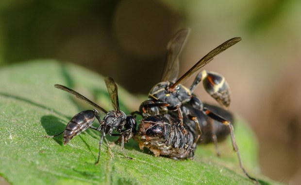 W obliczu ataku rośliny "wołają" o pomoc do os. Skutecznie