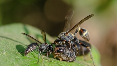 W obliczu ataku rośliny "wołają" o pomoc do os. Skutecznie