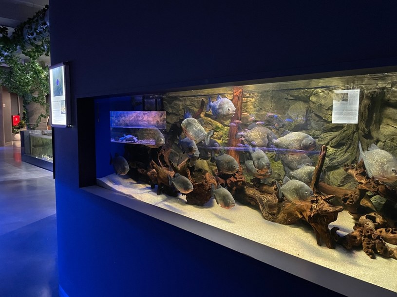 W oceanarium można z bliska podglądać liczne gatunki ryb i innych wodnych stworzeń /Archiwum autora