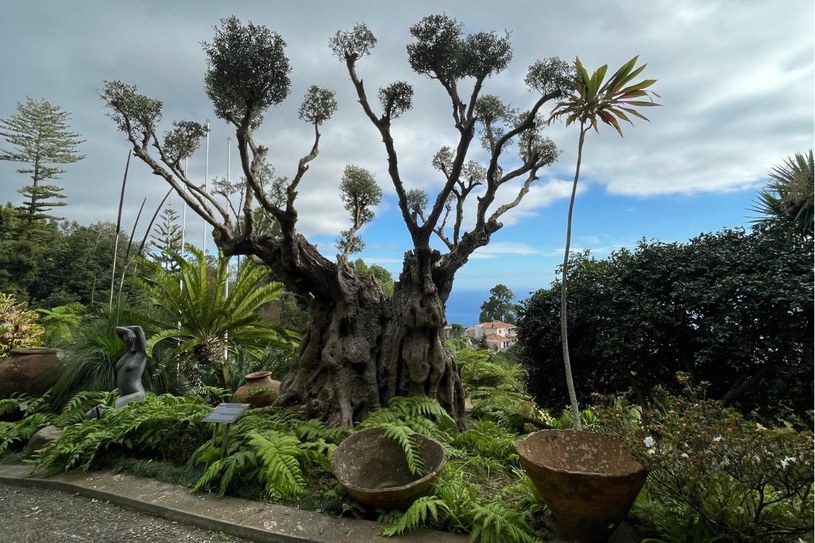 W ogrodzie Monte Palace nie brakuje wiekowych okazów roślin z każdego zakątka świata /Agnieszka Maciaszek /archiwum prywatne