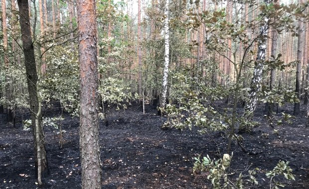 W okolicach Odrzywołu na Mazowszu grasuje piroman. "Pożary nie są przypadkowe" 