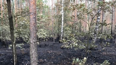W okolicach Odrzywołu na Mazowszu grasuje piroman. "Pożary nie są przypadkowe" 