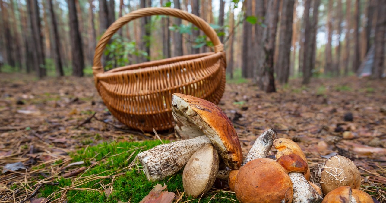 W okolicach weekendu można wybrać się na grzyby. Jest szansa na niewielki "wysyp". /123RF/PICSEL