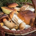 W okolicy Łodzi też obrodziło w grzyby. W tych lasach jest ich najwięcej