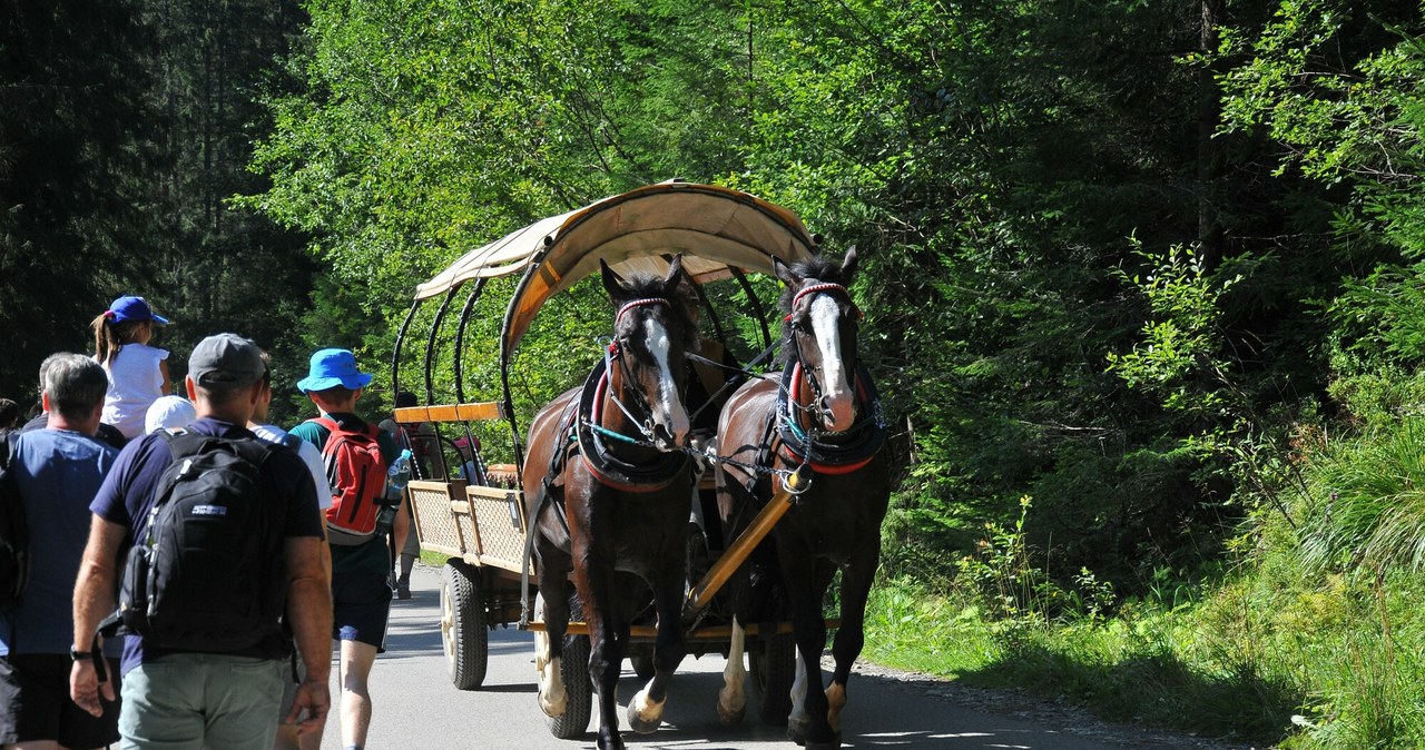 W okresach najbardziej wzmożonego zainteresowania turystyką dziennie z usług koni korzystać może ponad 2000 osób, a miesięcznie 25 tys. /Marek Dybas /East News