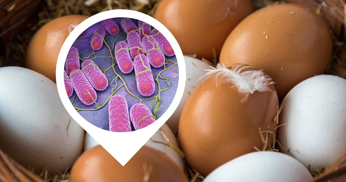 W okresie świątecznym łatwej o zakażenie salmonellą. Kupuj jaja ze sprawdzonego źródła i nie jedź ich w formie surowej /123RF/PICSEL