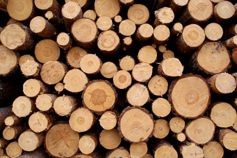 W ostatnich latach z Polski wyeksportowano ok. 15 mln m sześc. drewna /123RF/PICSEL