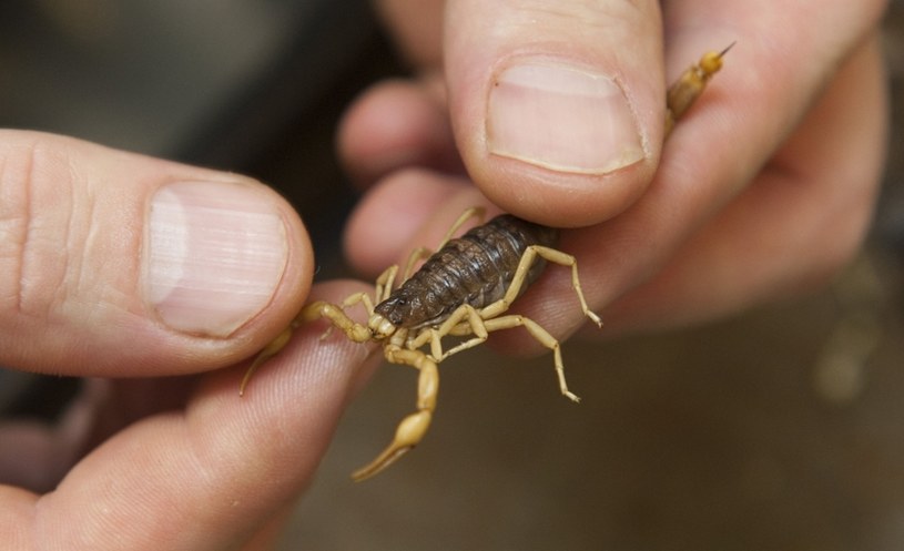 W Pakistanie skorpiony można znaleźć niemal wszędzie /East News
