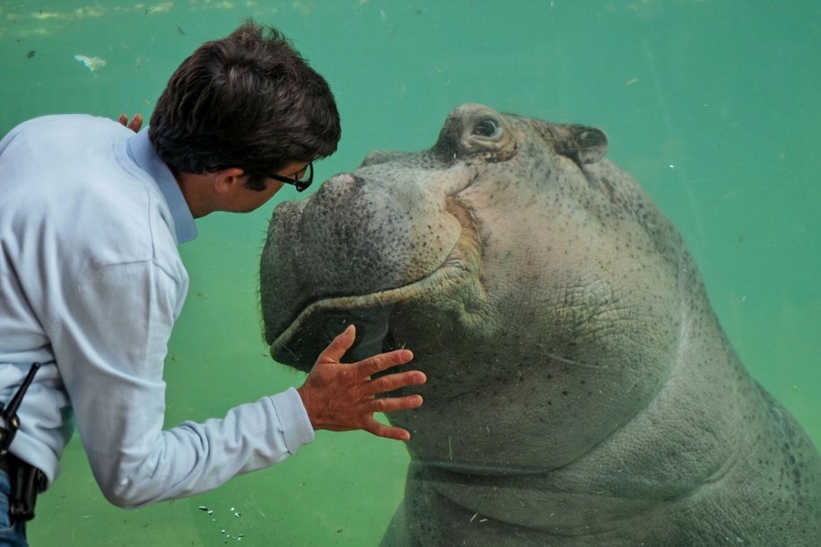 Stołeczne zoo zaprasza na urodziny najstarszego hipopotama nad Wisłą