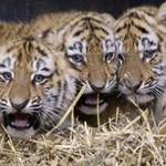 W płockim zoo urodziły się cztery tygryski. Nadzieja dla zagrożonego gatunku