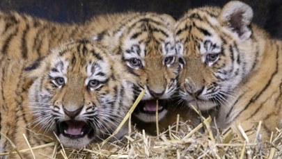 W płockim zoo urodziły się cztery tygryski. Nadzieja dla zagrożonego gatunku