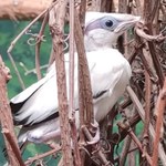 W Płocku wykluł się jeden z najrzadszych ptaków na Ziemi
