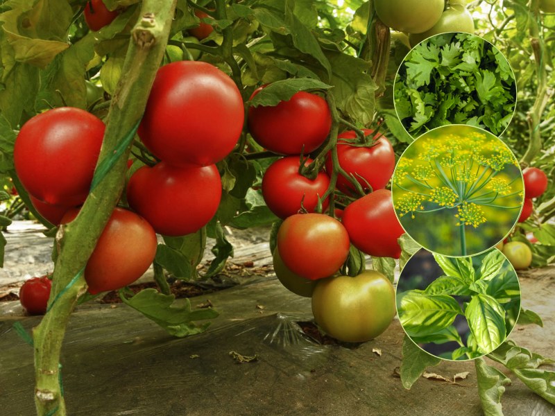W pobliżu pomidorów warto uprawiać zioła odstraszające szkodniki. Dzięki temu owoce wyrosną zdrowe i soczyste /Pixel