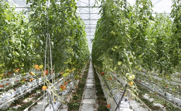 W podziemnych parkingach powstaną... "pola uprawne"