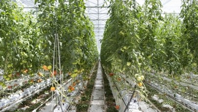 W podziemnych parkingach powstaną... "pola uprawne"