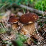 W pogoni za grzybem ludzie popełniają fatalny błąd. Co za to grozi?