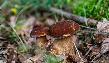 W pogoni za grzybem ludzie popełniają fatalny błąd. Co za to grozi?
