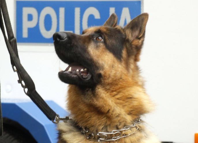 W policji i pozostałych formacjach MSW służy ponad 1300 psów - funkcjonariuszy /East News