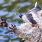 W Polsce będzie wielki problem z szopami. Badania mówią jasno