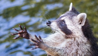 W Polsce będzie wielki problem z szopami. Badania mówią jasno