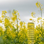 W Polsce brakuje rzepaku na olej. Apel o odblokowanie importu z Ukrainy