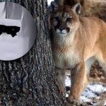W Polsce grasuje kolejna puma? Leśnicy i starosta wydali ostrzeżenie