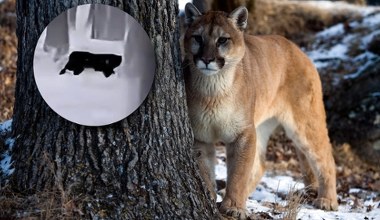 W Polsce grasuje kolejna puma? Leśnicy i starosta wydali ostrzeżenie