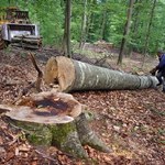 W Polsce grozi wyprzedaż drewna?