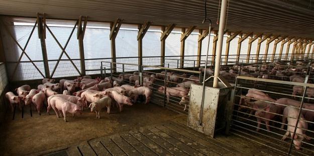 W Polsce hoduje się coraz mniej świń /AFP
