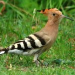 W Polsce jest ich coraz więcej. Dudek Ptakiem Roku 2026