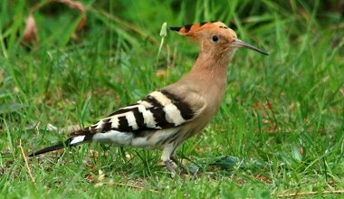 W Polsce jest ich coraz więcej. Dudek Ptakiem Roku 2026