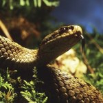 W Polsce jest ich coraz więcej. Niektóre osoby powinny szczególnie uważać