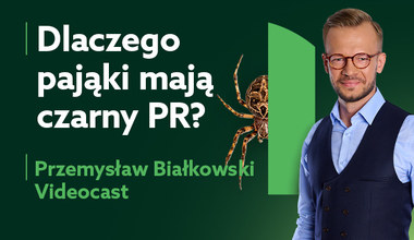 W Polsce jest ponad 800 gatunków pająków. Czy trzeba się ich bać?