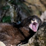 norka W Polsce już wymarły. Zoo w Poznaniu właśnie zbudowało im willę