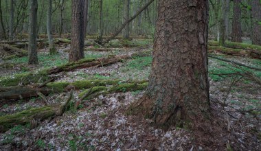 W Polsce mamy jej na pęczki. Pomoże z wodą, duże oszczędności 