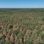 W Polsce masowo wymierają 90-letnie sosny. Już co najmniej 40 hektarów