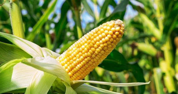 W Polsce nie będzie upraw kukurydzy modyfikowanej genetycznie? /&copy;123RF/PICSEL