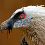 W Polsce nie ma tych najpotężniejszych ptaków. Jest coś, co im przeszkadza