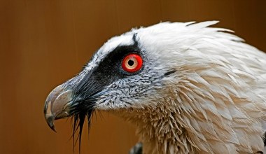 W Polsce nie ma tych najpotężniejszych ptaków. Jest coś, co im przeszkadza