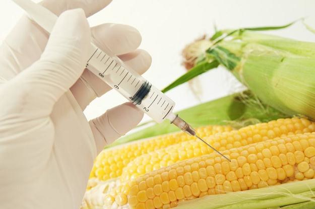 W Polsce nie można wysiewać nasion GMO /&copy;123RF/PICSEL
