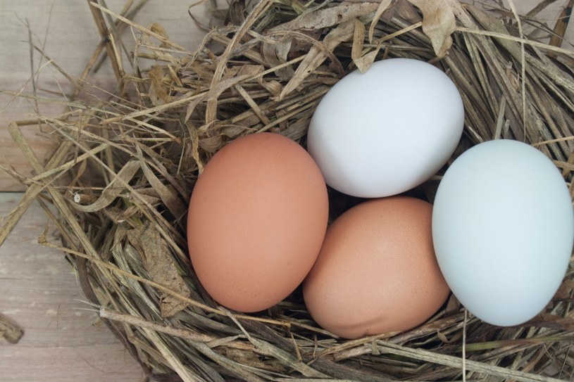 W Polsce nie stosuje się środków, które skaziły jajka w wielu krajach Europy /123RF/PICSEL